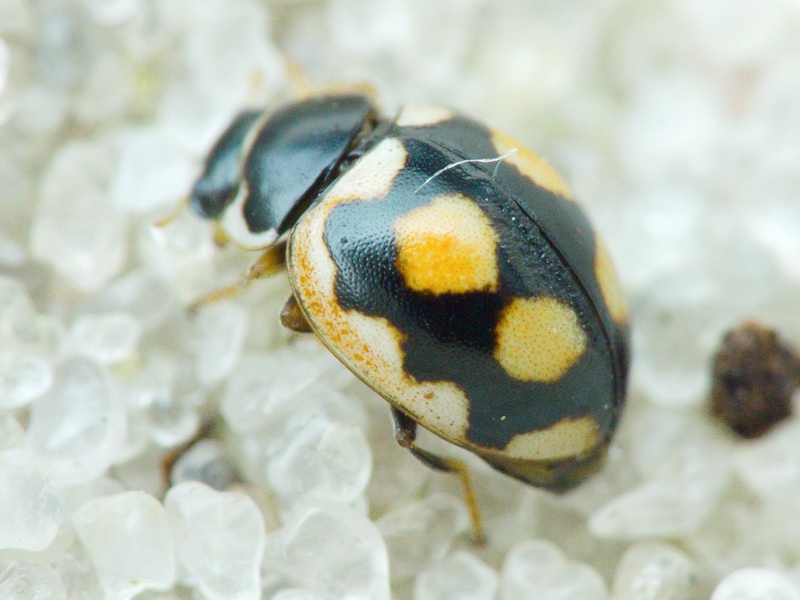 Coccinula sinuatomarginata (Faldermann, 1837)